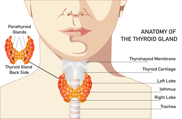 Diagram showing the anatomy and function of the thyroid gland.