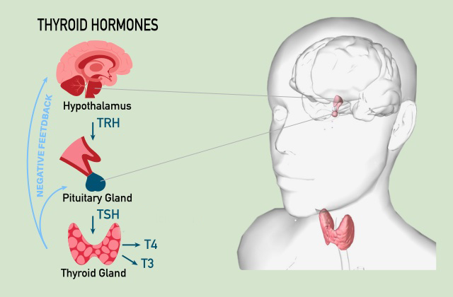 Graphic explaining common terminology used in thyroid testing.