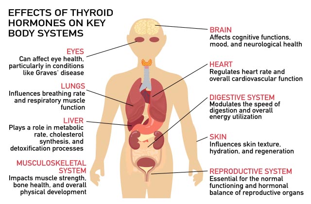 Diagram illustrating thyroid function and hormone regulation in the body.